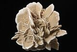 Selenite Desert Rose on Stand - Chihuahua, Mexico #264517-2
